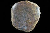 Polished Dinosaur Bone (Gembone) Section - Colorado #73014-1